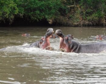 Two unhappy hippos face off against each other. (Lynn R. Blamires, Special to the Daily Herald)